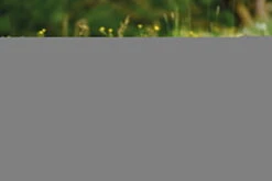 Nici 48609 Alpaka Chic Paka 48cm Stehend Plüsch Kuscheltier GREEN -Nici Gmbh 48607 14 48603 48605 48609 Milieu 2048x1366lR4UoePDrjYhq